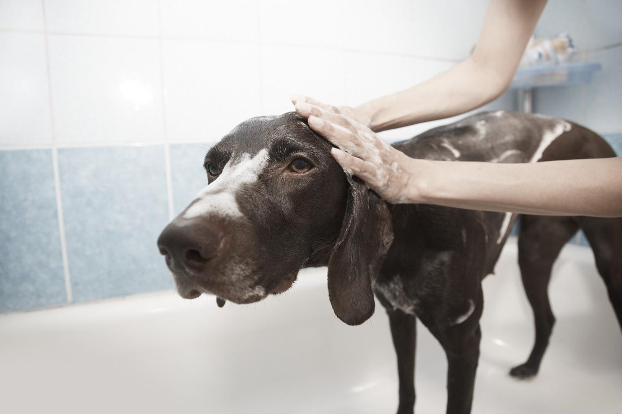 W jakie preparaty do pielęgnacji powinien się zaopatrzyć każdy właściciel psa?