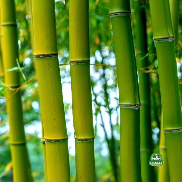Drzewo bambusowe – Jakie cechy posiada?