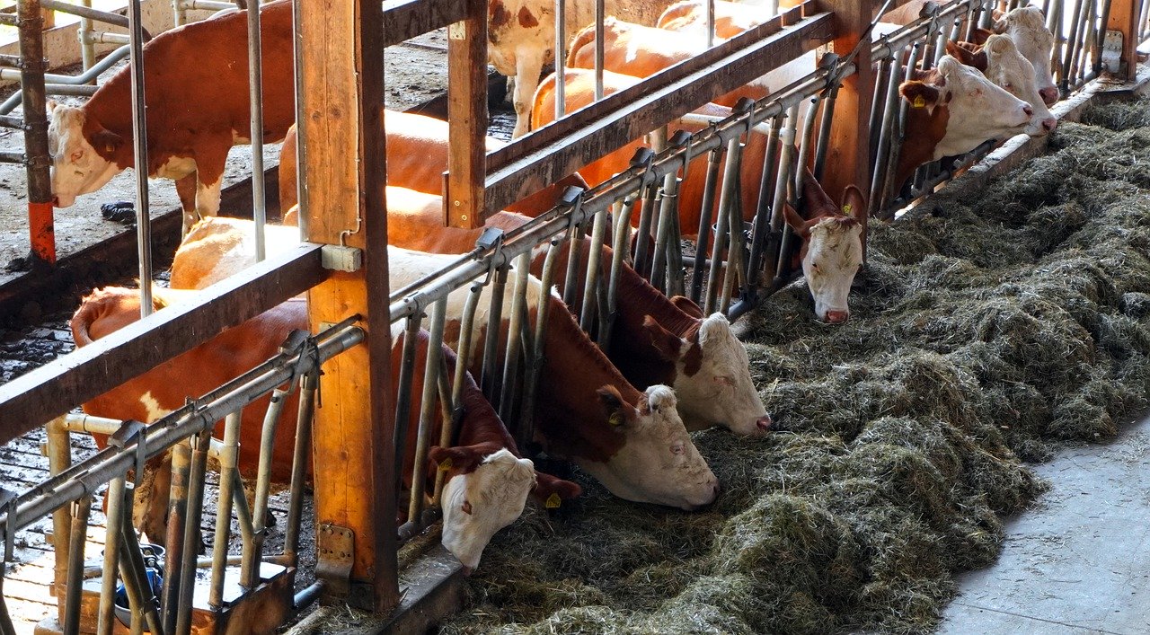 Profesjonalne wyposażenie obory dla bydła – o czym należy pamiętać?
